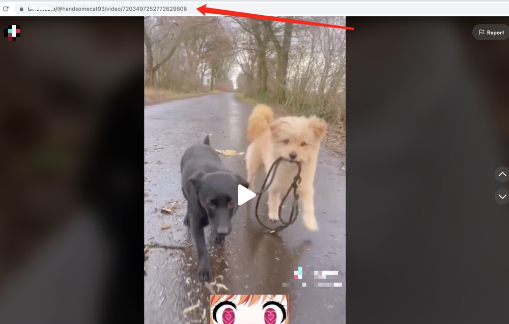 how to use VideoAnt download tiktok videos step 1